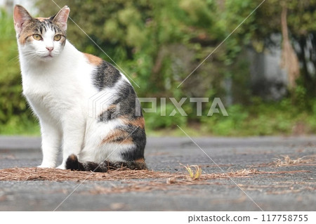 Beautiful calico cat 117758755