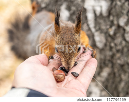 A squirrel in the autumn eats nuts from a human hand. Eurasian red squirrel, Sciurus vulgaris 117796269