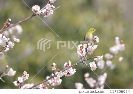 一隻白眼鳥棲息在山上的李子樹上 117806024