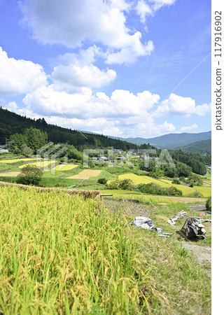 Harvesting rice at Sakaori rice terraces 117916902