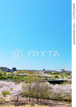 Spring cityscape and cherry blossom 117012999