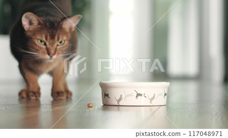 Hungry Abyssinian ginger cat have lunch with dry granules food from bowl on the floor. Lovely little best friends indoor. Cute domestic animals at home. Close up, low angle cinematic shot. Slow motion 117048971