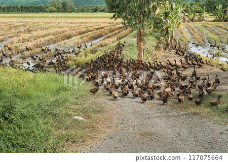 Flock of brown duck eating food in the rice field 117075664