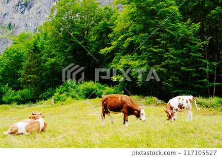 Beautiful natural scenery in Interlaken, Switzerland 117105527