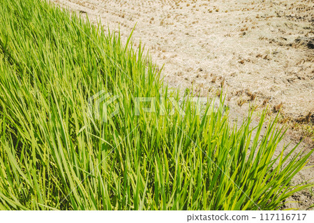 Early harvested rice and growing summer paddy field b-2 Film-like 117116717