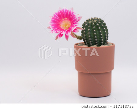 Pink Bolivia Cactus Flower in Terracotta Pot on White Background - Perfect for Home Decor and Botanical Studies 117118752