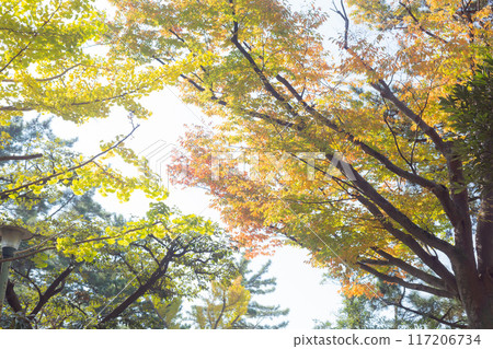 [Japan] Autumn leaves of maple and ginkgo trees in the grounds of Funabashi Daijingu Shrine in Chiba Prefecture 117206734