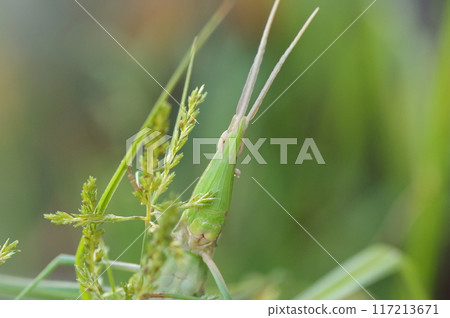 Close-up of Shorurata grasshopper 117213671