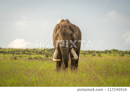 African bush elephant stands showing long tusks 117240916