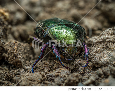 Copper Chafer beetle on a soil surface 118509482