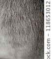 Fur background of animal grey white color vertical 118653012