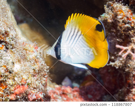 可愛的幼年多刺蝴蝶魚（毛毛蝶科）等靜岡縣伊豆半島南伊豆町 Nakagi Hirizohama-2023 118867807