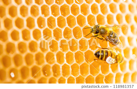 Macro honeycomb with bees. Close up view of the working bees on honey cells 118981357