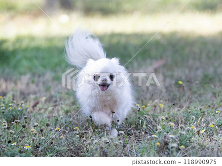 chihuahua in nature 118990975