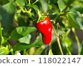 Ripe peppers (green peppers grown until ripe) 118022147