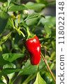 Ripe peppers (green peppers grown until ripe) 118022148