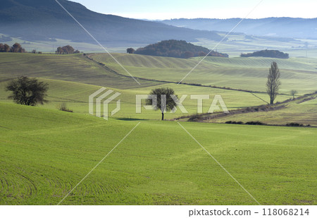 A field of grass with a tree in the middle. 118068214