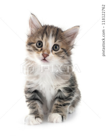 young Kurilian Bobtail in studio 118122762