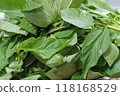 Harvested molokheiya leaves 118168529