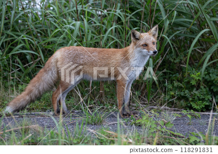 The wild Ezo fox 118291831