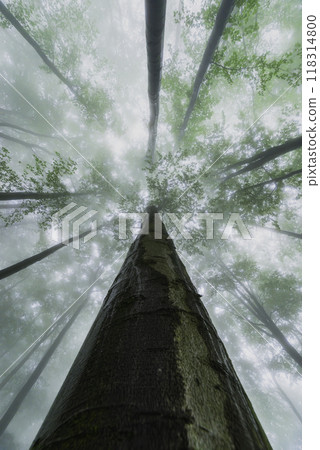 Summer beech trees with fog 118314800