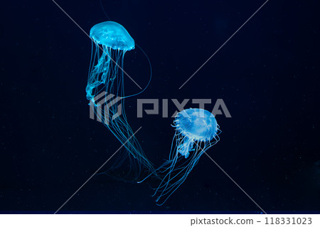 Two Atlantic sea nettle jellyfish swims in illuminated aquarium with blue neon lighting 118331023