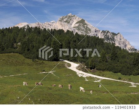 cows in dolomites mountains panorama landscape 119401933