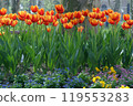 Gardening tulips 119553283