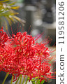 Cluster amaryllis, bloom, blossom 119581206