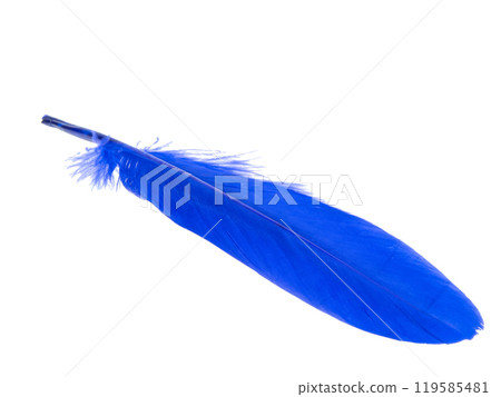 Decorative blue bird feather isolated on the white background 119585481