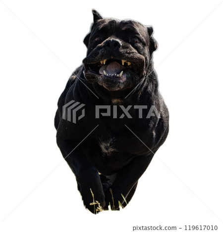 Dog running straight on camera isolated on white background at full speed on competition 119617010