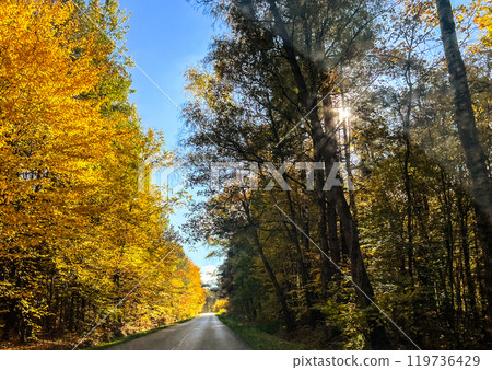 Asphalt road in the autumn forest with colourful trees and blue sky. View from the car. 119736429