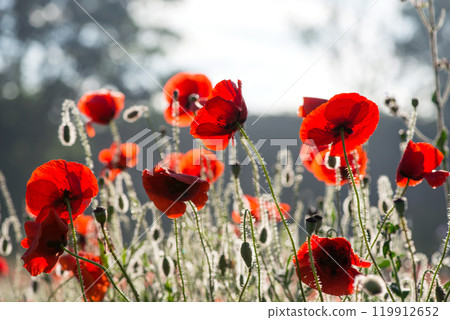 Wild poppies (Papaver rhoeas)  blooming in the field in sunny day - selective focus 119912652