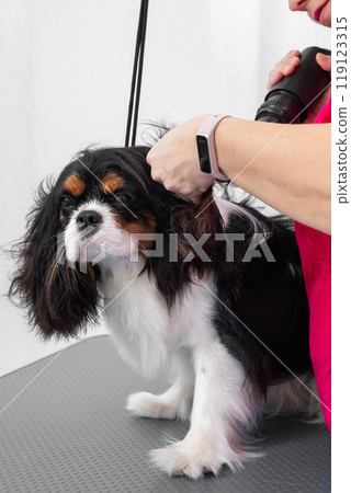 Professional Pet Grooming. Hair Styling for Cavalier King Charles Spaniel Dog in Pet Salon 119123315