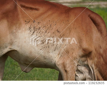 Native Thai cows in the countryside grasslands. Cows eat grass naturally. 119232635