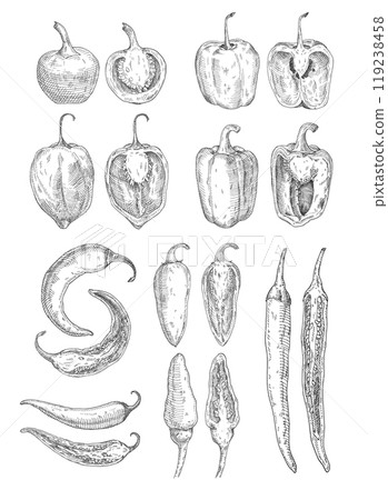 Set whole and half different pepper. Vector vintage hatching color illustration 119238458