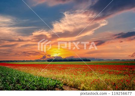 red poppies fields in Normandy, france 119256677