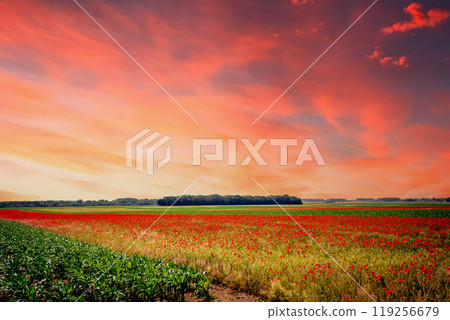 red poppies fields in Normandy, france 119256679