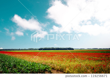 red poppies fields in Normandy, france 119256671