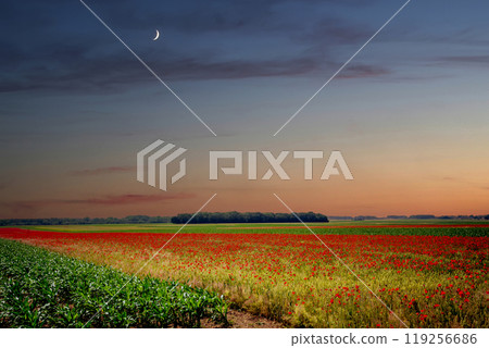 red poppies fields in Normandy, france 119256686