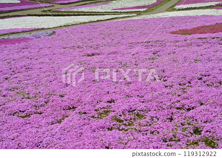 Blooming Moss Phlox Hill at Chichibu Hitsujiyama Park 119312922