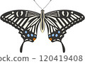 Illustration of a swallowtail butterfly with its wings spread 120419408