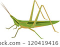 Illustration of a grasshopper 120419416