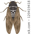 Image illustration of brown cicada 120419418