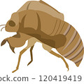 Illustration of a cicada shell 120419419