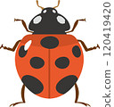 Illustration of a ladybug seen from directly above 120419420