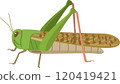 Image illustration of a migratory locust 120419421