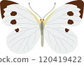 Illustration of a cabbage white butterfly spreading its wings 120419422