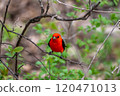 A beautiful Scarlet Tanager with Black and Orange Plumage Perched on a branch. 120471013