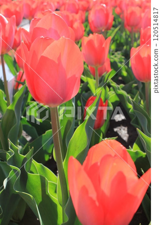 ～ Tulip ～ ◦◦◦◦Red tulips ◦◦◦◦ 120514817